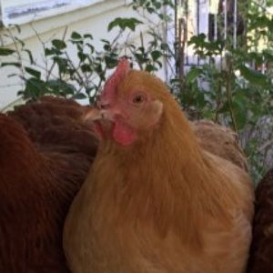 Meet your Posher, Ana